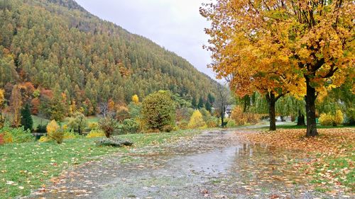 Trees on landscape during autumn