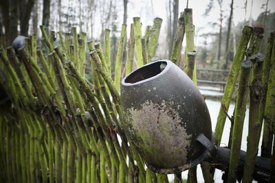 Close-up of fresh green plants in water