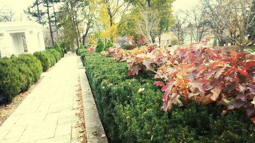 Footpath amidst trees