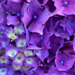 Close-up of purple flowers