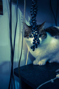 Portrait of cat sitting on shelf