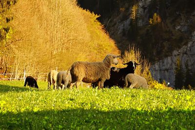 Sheep in a field