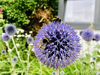 Close-up of bee pollinating on purple flower