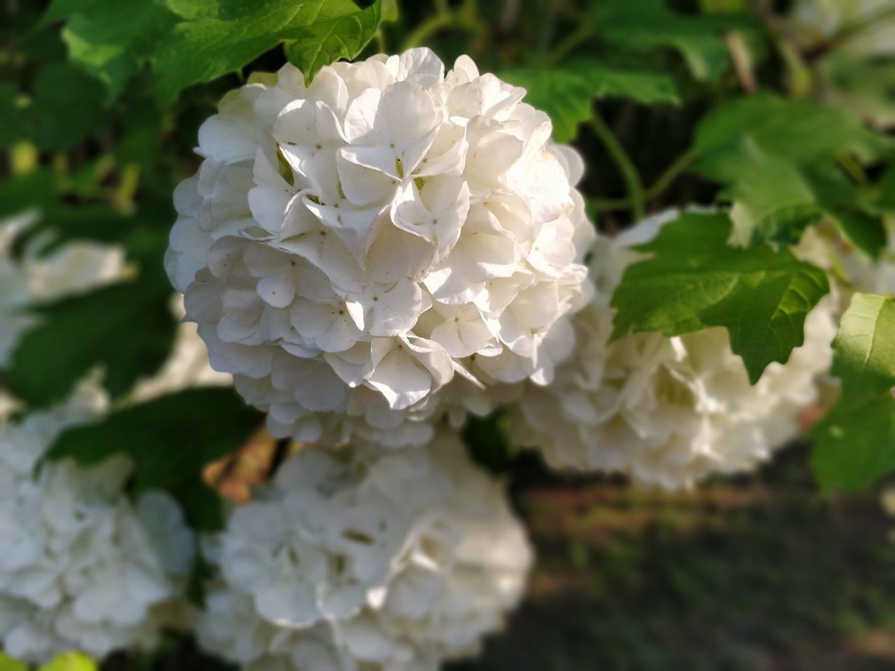 CLOSE-UP OF WHITE ROSES