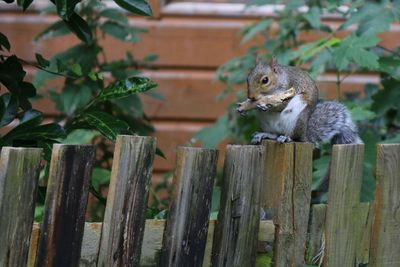 Squirrel sitting on wooden fence and eating twig