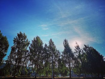 Low angle view of trees on field against blue sky