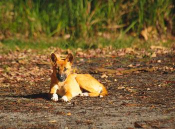 Close-up of dog on field