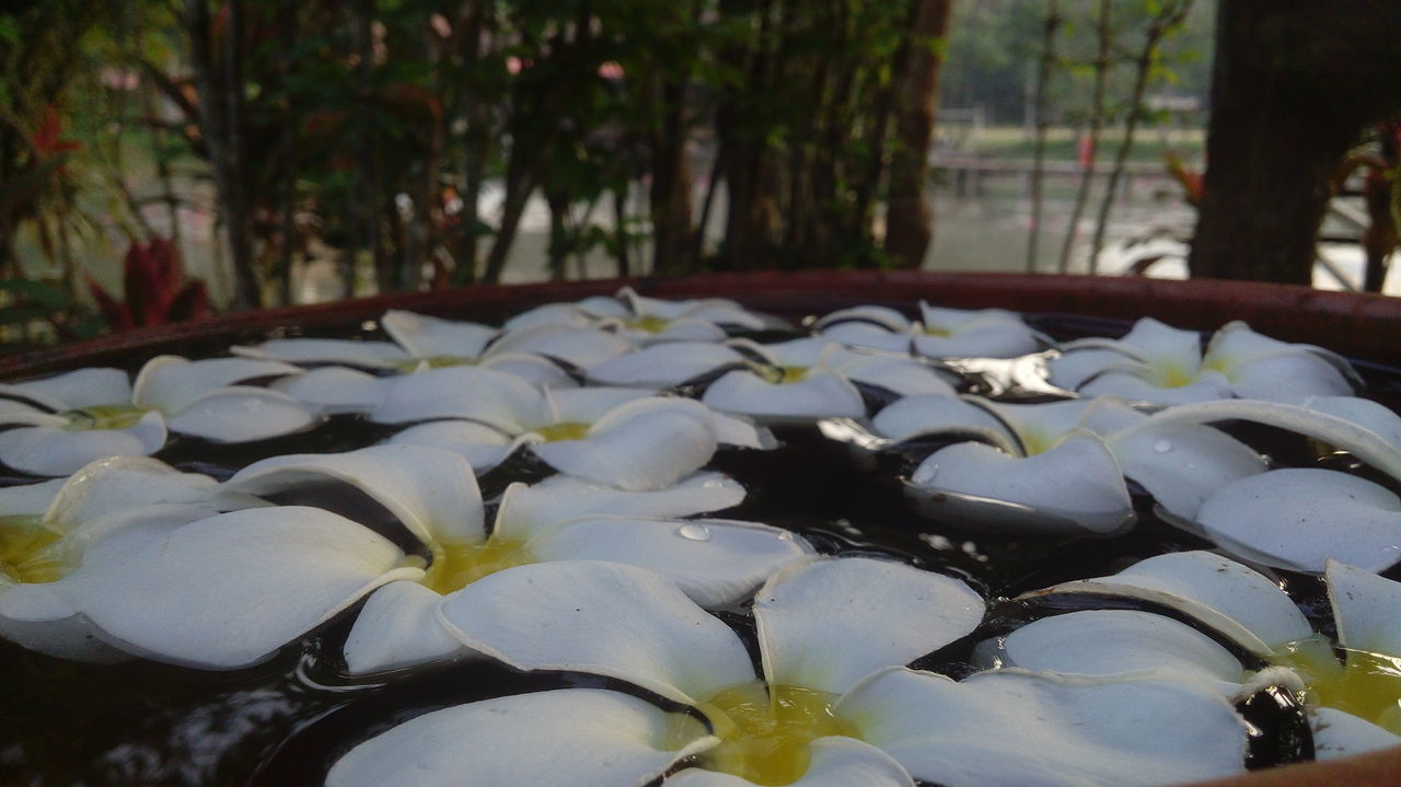 CLOSE-UP OF WHITE FLOWER