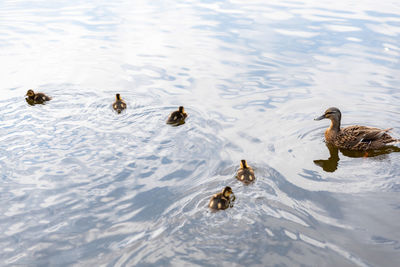 High angle view of ducks swimming in lake