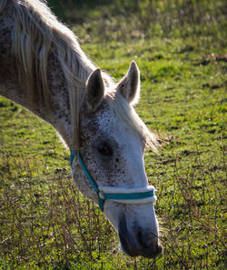 Horse in a field