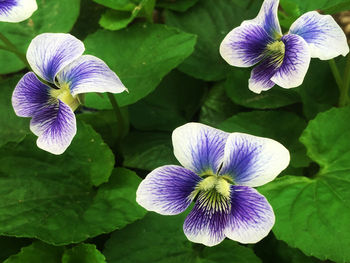 Close-up of purple flowers blooming outdoors