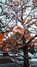 Close-up of frozen tree during winter