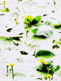 Green leaves floating on water