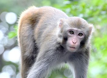 Close-up of monkey looking away