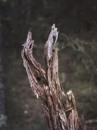 Close-up of driftwood on tree trunk