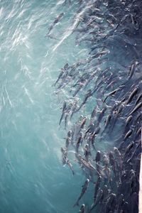 High angle view of fishes swimming in sea