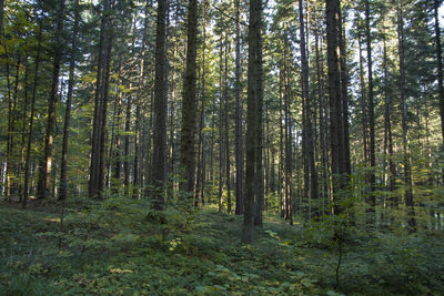 Pine trees in forest