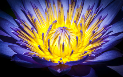 Close-up of fresh yellow flower blooming outdoors