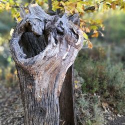 Close-up of tree stump