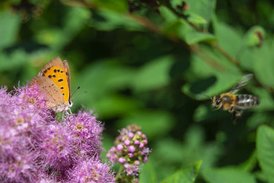 Butterfly pollinating on purple flower