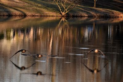 Ducks swimming in lake