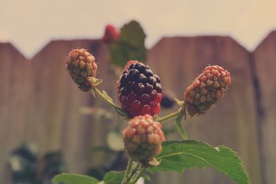 Close-up of red berries