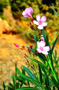 Close-up of pink flowers blooming outdoors