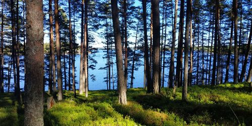 Pine trees in forest