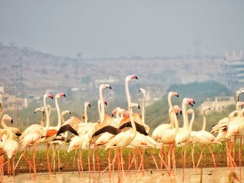 Flock of birds in lake