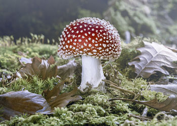 Close-up of fly agaric mushroom on field