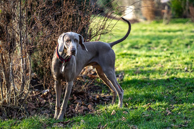 Dog standing in field