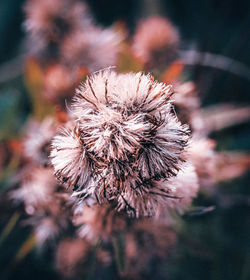 Close-up of wilted dandelion