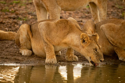 Lioness lies drinking water beside others
