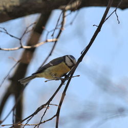 Bird perching on a tree