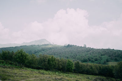 Scenic view of trees growing on field against sky