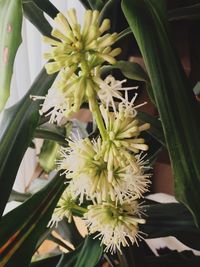 Close-up of white flowers