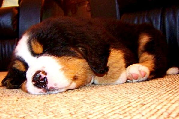 CLOSE-UP OF DOG SLEEPING IN BED