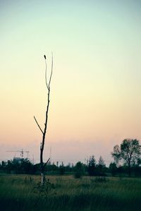 Scenic view of field against clear sky at sunset