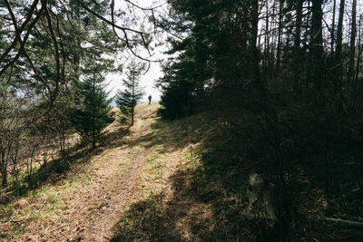 Trees growing in forest