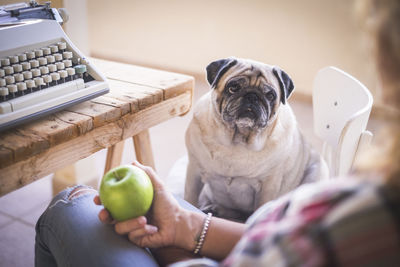 Midsection of woman holding granny smith apple while sitting with dog at home