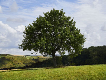 Tree on field against sky