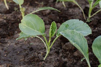 High angle view of raindrops on plant