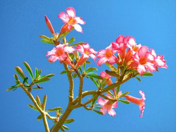 Low angle view of pink flowers against clear blue sky