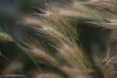 Close-up of wheat growing on field