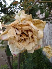 Close-up of flowers against blurred background