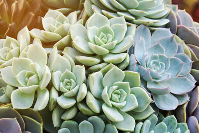 High angle view of succulent plant