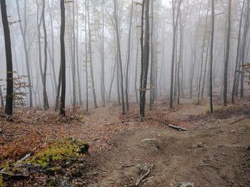Trees in forest during autumn
