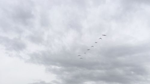 Low angle view of birds flying in sky