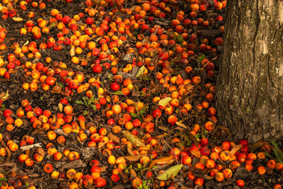 Orange fruits on tree