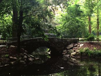 View of trees in forest